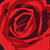 :iconcrazychc800: