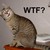 :iconcrazycrazy460: