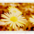 :iconcrazydolce: