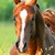 :iconcrazyhorse34s: