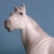 :iconcrazyhorsexx: