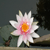 :iconcrazylady111280: