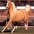 :iconcrazyladyhorse:
