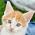 :iconcrazylink: