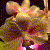 :iconcrazyorchid: