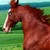 :iconcrazyoverhorses: