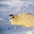 :iconcrazysealpup: