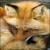 :iconcrazysteffers: