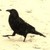 :iconcreakycrow: