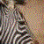 :iconcreativeblur: