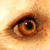 :iconcreativespectrumpics: