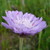 :iconcrebz-wurld: