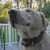 :iconcreeper-kail: