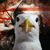 :iconcreetodon: