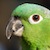 :iconcremedelabutt: