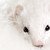 :iconCrescentAbyss: