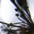 :iconcrespuscular-haunts: