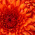 :iconcrimson-ribbons: