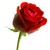 :iconcrimson-roses-bleed: