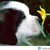 :iconcrimsonbutterfly27: