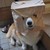 :iconcriticboy274: