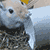 :iconcrittercreate: