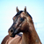 :iconcritterpix: