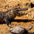 :iconcroc-bait:
