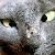 :iconcrosseyed-kitty: