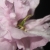 :iconcrouchingdragoness: