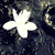 :iconcrovalentina: