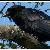 :iconcrow-on-the-lea:
