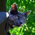 :iconcrowcat83: