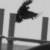 :iconCrownbladeRaven: