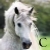 :iconcrowntalisman:
