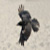 :iconcrowscaw: