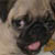 :iconcrowstarr: