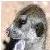 :iconcruise-meerkat: