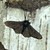 :iconcrumpledmoths: