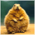 :iconcrunch: