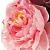 :iconcrushedpeony: