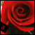 :iconcryingtonight: