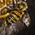 :iconcrypticclover: