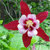 :iconcrystal-latch: