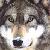 :iconcrystalfang: