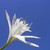 :iconcrystalfeathers-4: