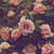 :iconcrystalfingers:
