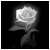 :iconcrystalflower131: