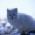 :iconcrystalfrost8: