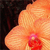 :iconCrystallineVampire: